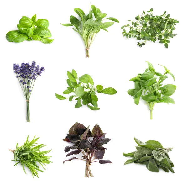Set with different aromatic herbs on white background