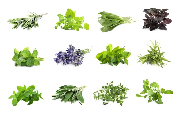 Set Different Aromatic Herbs White Background — Stockfoto