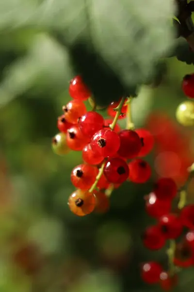 Nahaufnahme Von Roten Johannisbeersträuchern Mit Reifenden Beeren Freien Sonnigen Tagen — Stockfoto