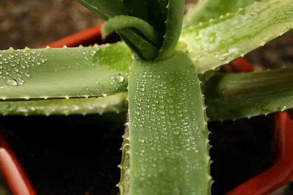 Fresh Aloe Vera Plant Water Drops Pot Blurred Background Closeup — ストック写真