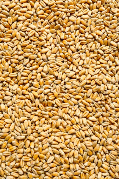 Closeup Wheat Grains Background Top View — Stock Photo, Image