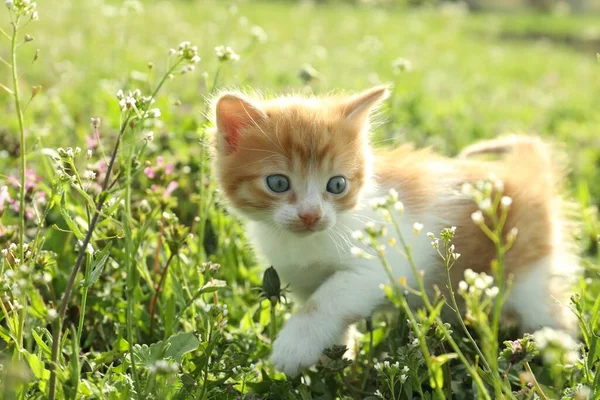 Cute red and white kitten on green grass outdoors. Baby animal