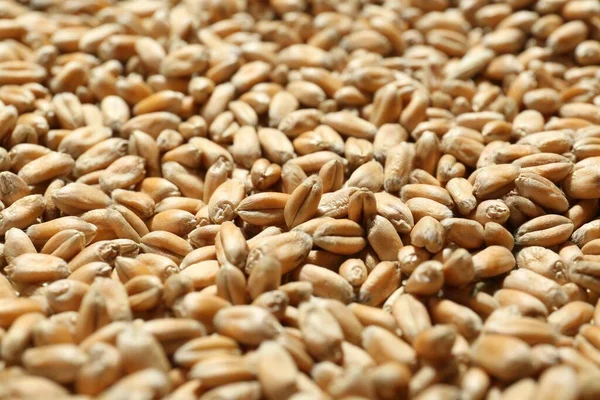 Many Wheat Grains Background Closeup View — Zdjęcie stockowe