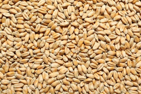 Closeup Wheat Grains Background Top View — Stock Photo, Image
