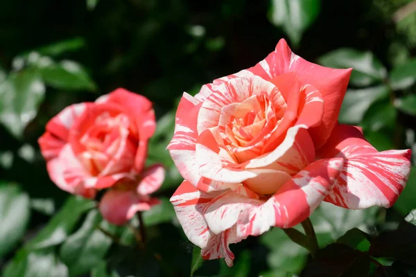 Beautiful Blooming Rose Bush Outdoors Closeup View — ストック写真