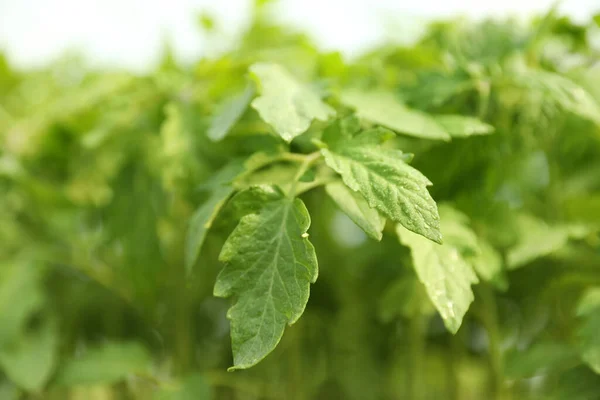 Grön Tomat Planta Suddig Bakgrund Närbild — Stockfoto