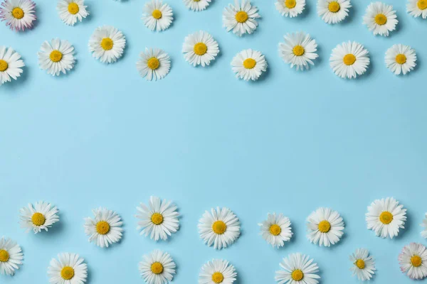 Many Beautiful Daisy Flowers Light Blue Background Flat Lay Space — Foto de Stock