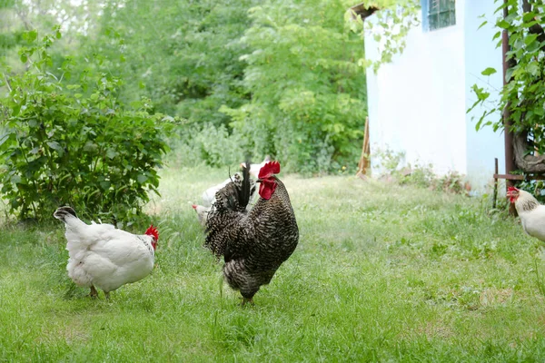 Beautiful Rooster Hens Chicken Yard — Zdjęcie stockowe