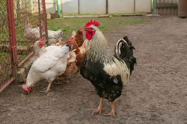 Many Beautiful Hens Rooster Farmyard Free Range Chickens — Stockfoto