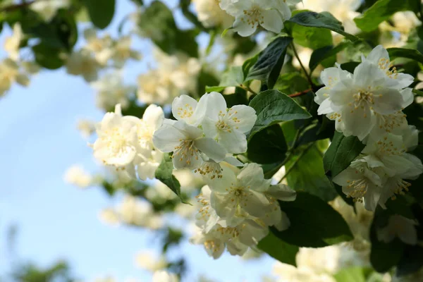 Schöne Blühende Weiße Jasminsträucher Freien Nahaufnahme — Stockfoto