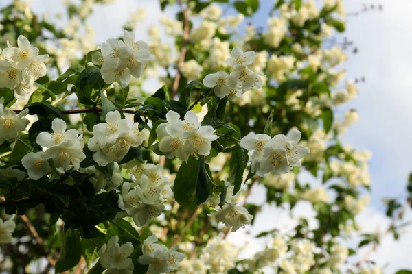 Belle Floraison Blanc Jasmin Arbuste Extérieur Gros Plan — Photo