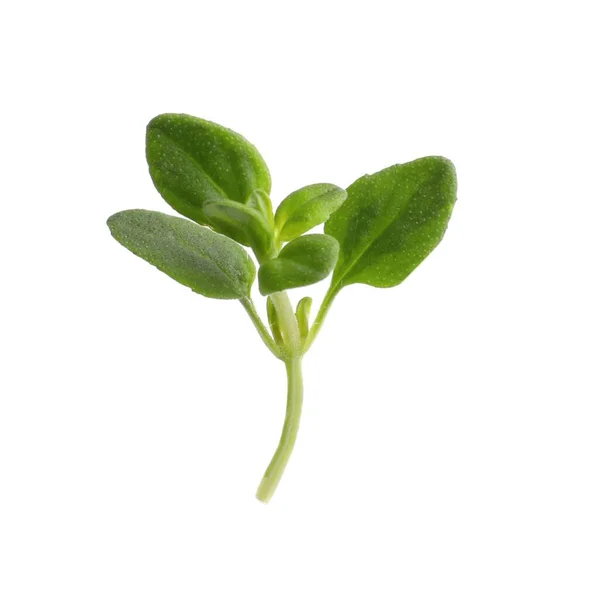 Aromatic Green Marjoram Sprig Isolated White Fresh Herb — Stockfoto