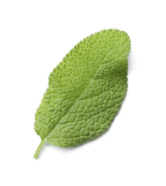 Aromatic Green Sage Leaf Isolated White Fresh Herb — Stockfoto