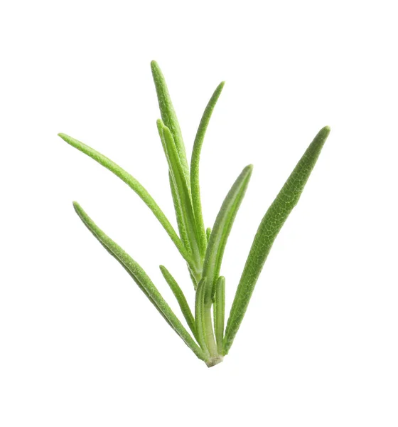 Aromatic Rosemary Sprig Isolated White Fresh Herb — Stockfoto