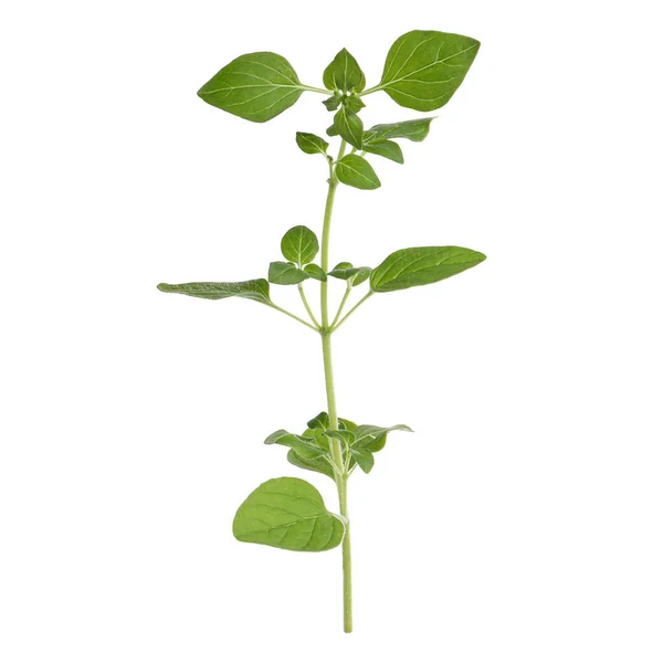 Aromatic Green Marjoram Sprig Isolated White Fresh Herb — Stockfoto
