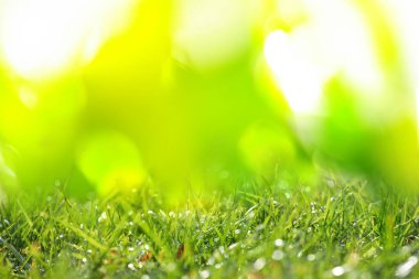 Beautiful green grass with morning dew on sunny day. Bokeh effect