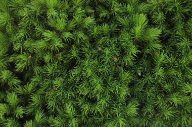 Beautiful green coniferous tree as background, closeup