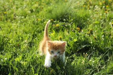 Cute red and white kitten on green grass outdoors. Baby animal