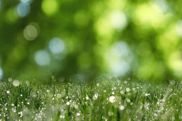 Beautiful Green Grass Morning Dew Sunny Day Bokeh Effect — Stockfoto
