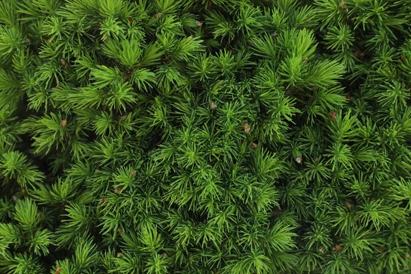 Beautiful Green Coniferous Tree Background Closeup — Photo