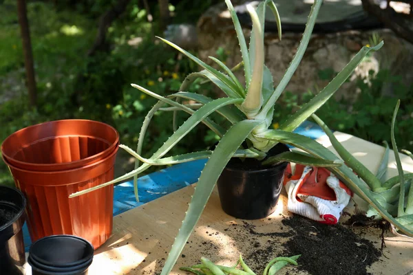 Flowerpots Aloe Vera Plants Gardening Gloves Soil Table Outdoors — Stok fotoğraf