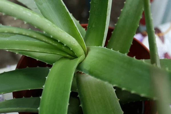 Closeup View Beautiful Green Aloe Vera Plant — ストック写真