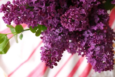 Closeup view of beautiful lilac flowers on blurred background
