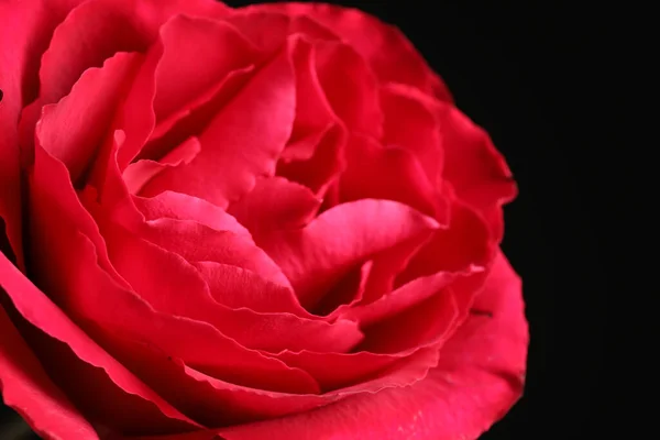 Beautiful Red Rose Dark Background Closeup — 图库照片