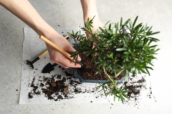 Frau Kümmert Sich Japanische Bonsai Pflanze Nahaufnahme Zen Atmosphäre Hause — Stockfoto