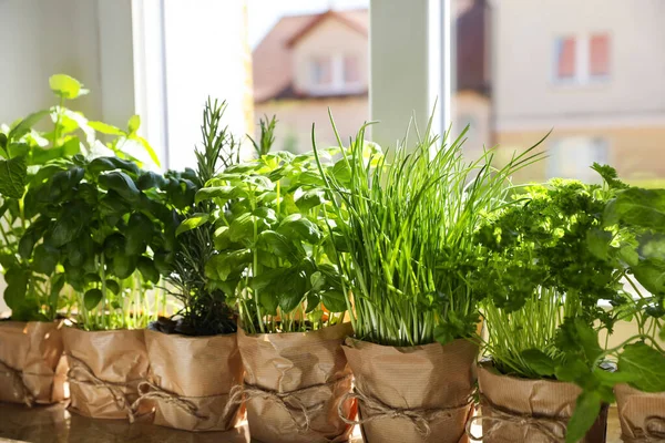 Different Aromatic Potted Herbs Window Indoors — Stockfoto
