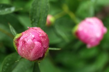 Beautiful pink peony bud with dew drops outdoors, closeup. Space for text