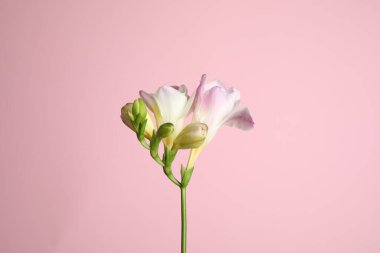 Pembe arka planda güzel yumuşak frezya çiçeği