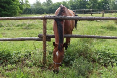 Yeşil çimlerin üzerinde otlayan güzel bir at.