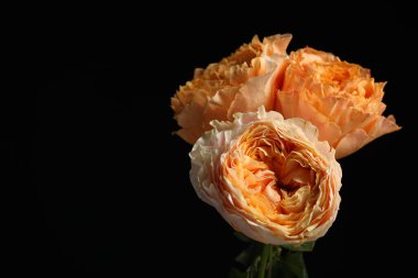 Beautiful fresh roses on dark background, space for text