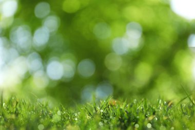 Beautiful green grass with morning dew on sunny day. Bokeh effect