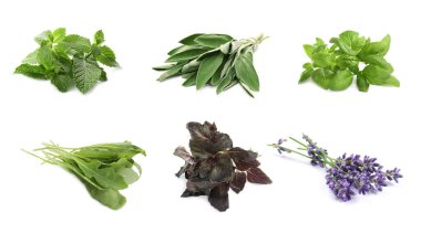 Set with different aromatic herbs on white background