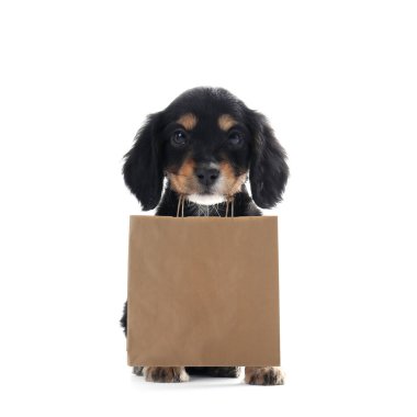 Cute English Cocker Spaniel puppy holding paper shopping bag on white background