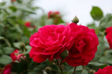 Closeup view of beautiful blooming rose bush outdoors