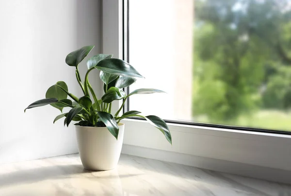 Beautiful Houseplant Green Leaves Pot White Window Sill Indoors Space — Photo