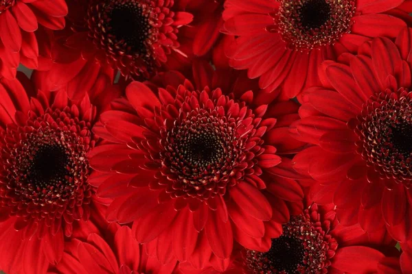 背景として美しい赤いガーベラの花の花束 クローズアップ — ストック写真