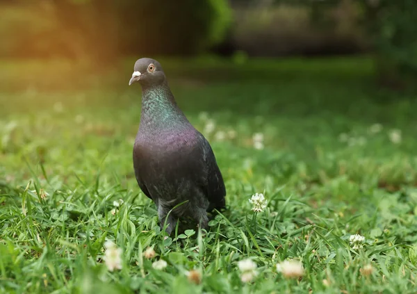 Beautiful Dark Dove Green Grass Outdoors — 스톡 사진