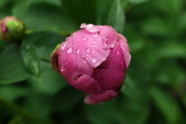 Beautiful Pink Peony Bud Dew Drops Outdoors Closeup — Zdjęcie stockowe