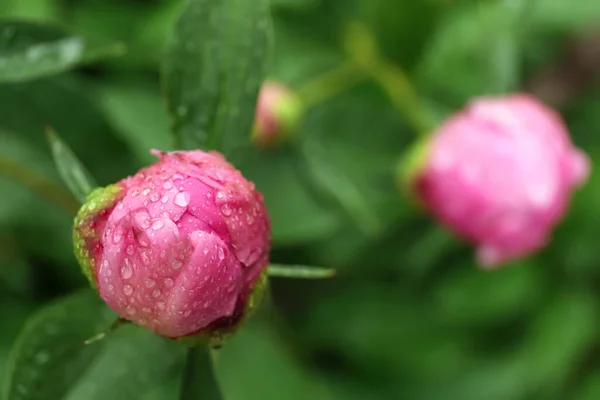 Beautiful Pink Peony Bud Dew Drops Outdoors Closeup Space Text — Zdjęcie stockowe