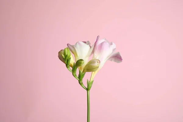 Красива Ніжна Квітка Фрезії Рожевому Фоні — стокове фото