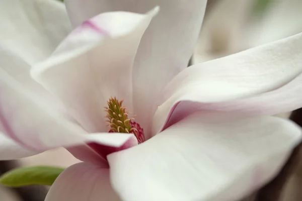 Beautiful Tender White Magnolia Flower Closeup View — Stok Foto