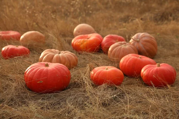 Ripe Orange Pumpkins Dry Grass Field — Stock Photo, Image