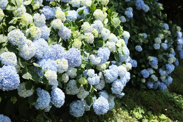 Beautiful Hortensia Flowers Growing Park Sunny Day — Stock fotografie