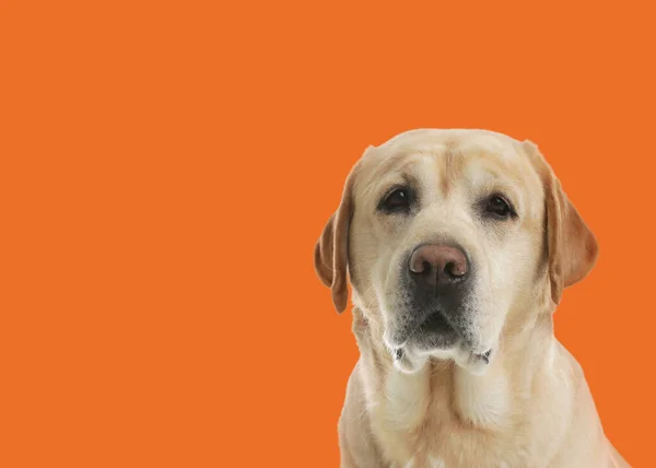 Cute Labrador Retriever Orange Background Space Text — Fotografia de Stock