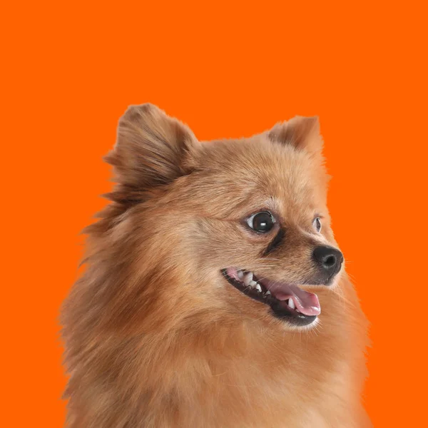 Cute fluffy little dog on orange background