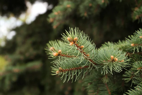 Beautiful Branch Coniferous Tree Closeup View — Fotografia de Stock
